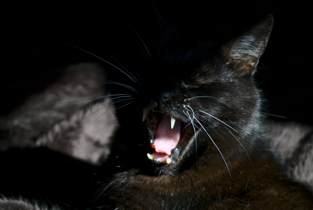 Un chat noir bâillant à pleines dents