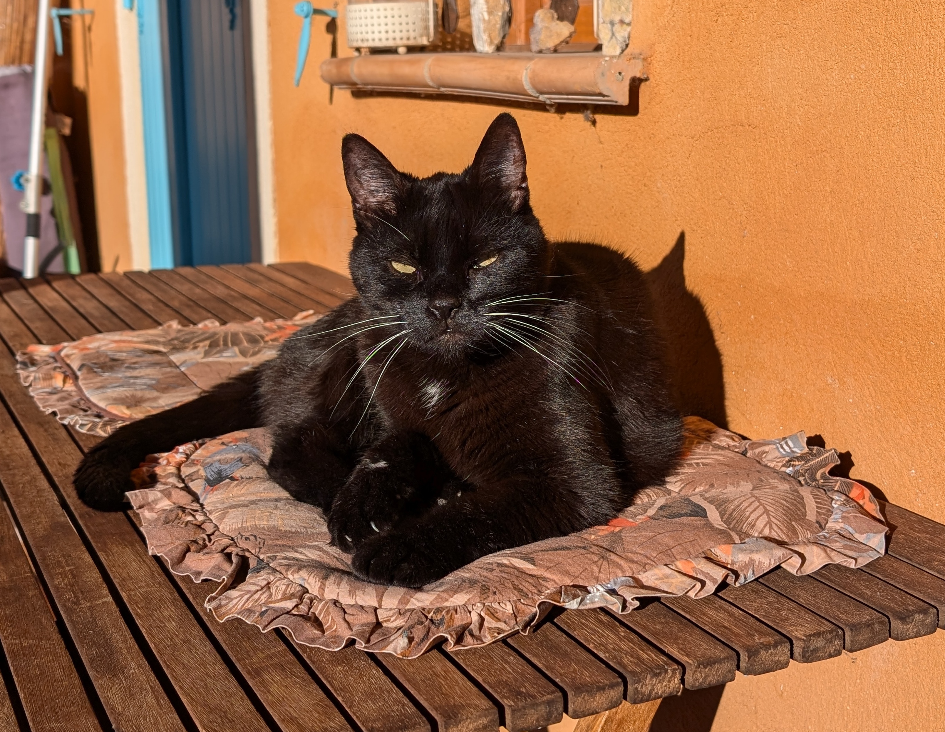 Un chat noir se prélassant au soleil